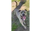 Adopt Zorro a American Staffordshire Terrier / Mixed dog in Tulare