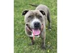 Adopt Paige a American Staffordshire Terrier / Mixed dog in Tulare