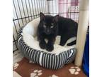 Adopt Jasper a All Black Domestic Shorthair / Mixed cat in Clarksdale