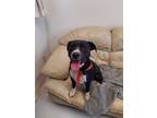 Adopt Domino a Black - with White Boxer / Hound (Unknown Type) / Mixed dog in