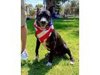Adopt Xena Girl a American Pit Bull Terrier / American Staffordshire Terrier /