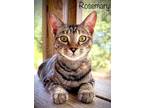 Adopt Rosemary a Gray, Blue or Silver Tabby Manx / Mixed (short coat) cat in