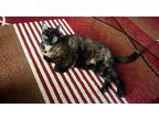 Adopt Kehlani (In Foster) a Domestic Shorthair / Mixed cat in Portsmouth