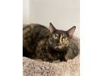 Adopt Ariana a Tortoiseshell Domestic Shorthair / Mixed (short coat) cat in