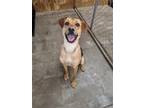 Adopt Evee a Hound (Unknown Type) / Mixed dog in Roxboro, NC (37962789)
