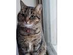 Adopt Tygsley a Domestic Short Hair