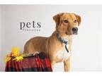 Adopt Chandler a Terrier (Unknown Type, Medium) / Labrador Retriever / Mixed dog