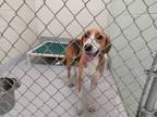 Adopt Paige a Hound