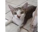 Adopt Dobby a Brown or Chocolate Domestic Shorthair / Mixed cat in Vieques
