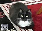 Adopt Teddy a Black & White or Tuxedo Domestic Longhair / Mixed cat in