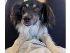 Adopt Gladis a White - with Tan, Yellow or Fawn Dachshund / Mixed dog in Humble