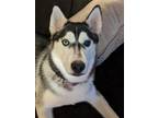 Adopt Kota a Siberian Husky / Mixed dog in Crystal Lake, IL (37905202)