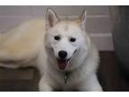 Adopt Winnie a White Siberian Husky / Mixed dog in Walnut Creek, CA (37952180)