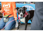 Adopt Haley a Black Mixed Breed (Large) / Mixed dog in Philadelphia