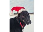 Adopt Zoey a Black Shepherd (Unknown Type) / Doberman Pinscher / Mixed dog in