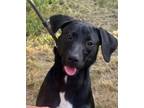 Adopt SASSY a Black Labrador Retriever, German Shepherd Dog