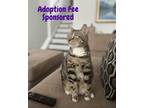 Adopt Petunia a Spotted Tabby/Leopard Spotted Domestic Shorthair / Mixed (short