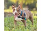 Adopt Cinnamon a Staffordshire Bull Terrier / Mixed dog in Escondido