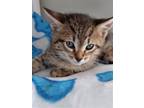 Adopt Ivanhoe a Tan or Fawn Tabby Domestic Shorthair / Mixed (short coat) cat in