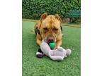 Adopt Layla a Mastiff / American Pit Bull Terrier / Mixed dog in Vallejo