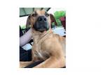 Adopt Rosie Mae a Rhodesian Ridgeback, Staffordshire Bull Terrier