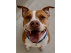 Adopt Trenton a Red/Golden/Orange/Chestnut - with White Pit Bull Terrier / Mixed