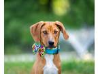 Adopt Lab/Hound Pups Boys a Labrador Retriever / Hound (Unknown Type) / Mixed