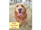 Adopt Zena aka Xia Baio a Golden Retriever