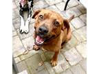 Adopt Arlo a Brown/Chocolate Mixed Breed (Medium) / Mixed dog in Washington