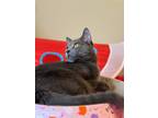 Adopt Papeda ($31) a Domestic Longhair / Mixed (short coat) cat in Bryan