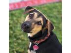 Adopt Gorge (Ravine Pup) a Border Collie / Shepherd (Unknown Type) / Mixed dog