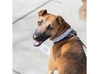 Adopt Dewdrop Pup - Dewy a Smooth Fox Terrier / Whippet / Mixed dog in San