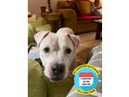 Adopt 2206-1538 Blanco (Off Site Foster) a White Pit Bull Terrier / Mixed dog in