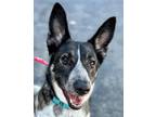 Adopt Cleo - Foster or Adopt Me! a Shepherd (Unknown Type) / Cattle Dog / Mixed