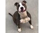 Adopt Royalty a American Staffordshire Terrier