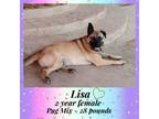 Adopt LISA - 2 YEAR PUG MIX FEMALE a Pug