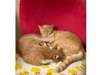 Adopt Houses in Motion and Listening Wind a Domestic Shorthair / Mixed cat in