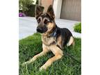 Adopt Blu a Black - with Tan, Yellow or Fawn German Shepherd Dog / Husky / Mixed