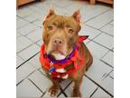 Adopt Coco a American Staffordshire Terrier, American Bully