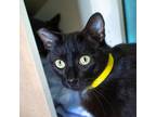 Adopt Morticia a All Black Domestic Shorthair / Mixed cat in Morgan Hill