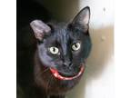 Adopt Wednesday a All Black Domestic Shorthair / Mixed cat in Morgan Hill