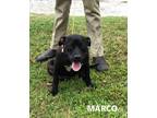 Adopt Marco a Black - with White Pit Bull Terrier / Mixed dog in Washington