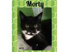 Adopt Morty a Black & White or Tuxedo Domestic Shorthair (short coat) cat in