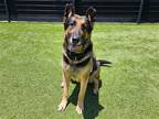 Adopt HENRIK a Black German Shepherd Dog / Mixed dog in Tustin, CA (37976802)