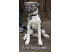 Adopt Ron Stoppable (D22-155) a Brindle Plott Hound / Great Pyrenees / Mixed dog