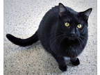 Adopt Musketeer a All Black Domestic Shorthair / Domestic Shorthair / Mixed cat