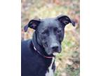 Adopt Sky a Pit Bull Terrier, Labrador Retriever