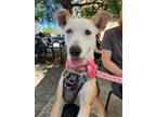 Adopt Princess Penny a Siberian Husky, Hound