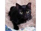 Adopt Ms. Jiji a Domestic Short Hair