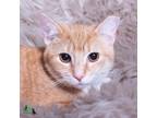 Adopt Baby Peaches a Domestic Short Hair